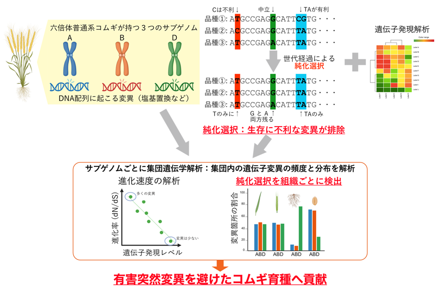 横浜市立大学】コムギの収量を下げる有害変異の除去を目指して
