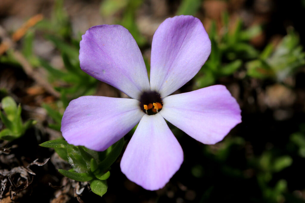 Pas de Fleurs リトグラフ 3/100 Pas de Fleurs リトグラフ 3/100 Pas