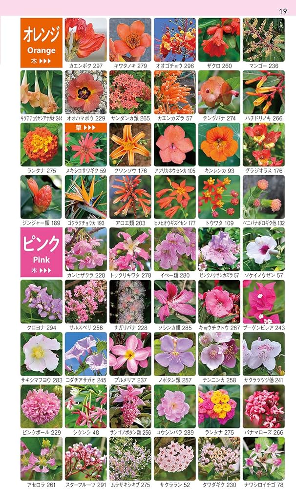 沖縄の身近な植物図鑑: 亜熱帯の雑草から庭の花、森の樹木やシダまで